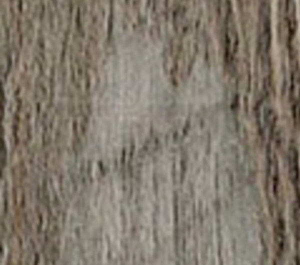 Pine Ponderosa