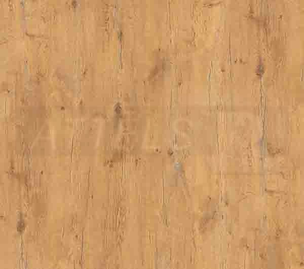 Pale Lancelot Oak