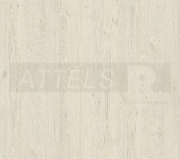 White Coastland Oak